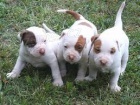 americký pit bull teriér štěňata zdarma adopce