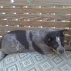 miláček štěňat australského skotského psa k adopci.