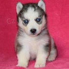 drahá štěňata sibiřského Huskyho k adopci.