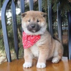 roztomilá štěňata Shiba Inu k adopci