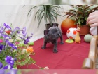 Francouzský buldoček štěňata k adopci