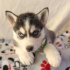 vzácná štěňátka sibiřského husky k adopci