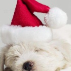 Štěňata Coton de Tulear v polovině ledna. Máma je 8 liber a táta je 12 liber.