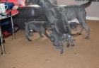 Úžasná osobnost CKC BLUE NOSE AMERICAN PITBULL TERRIER PUPPIES