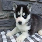 Vzrušená štěňátka sibiřského husky k adopci.