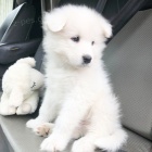 samci a feny Samoyed štěňata~~
