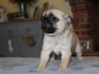 Hezký štěňátka Mops