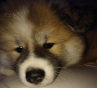 Akita Inu štěňě fenka 8 týdnů