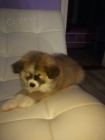 Akita Inu štěňě fenka 8 týdnů