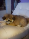 Akita Inu štěňě fenka 8 týdnů