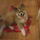 Akita Inu štěňě fenka