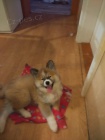 Akita Inu štěňě fenka