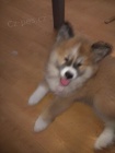 Akita Inu štěňě fenka