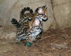 Koata Ocelot na prodej