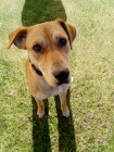 Kříženec Ridgeback s Labradorem