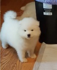 2 Samojed štěňata
