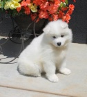 Samojed štěňata hjgfgdfs