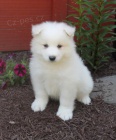 Samojed štěňata xxl