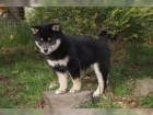 krásná štěňátka Akita Inu k adopci
