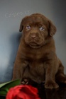 Krásná štěňátka Labradoru k adopci.