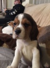 K dispozici štěňata Beagle