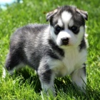krásná akita štěňátka k adopci