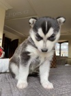 Štěňata sibiřského husky