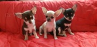 Úžasný chlapec Chihuahua