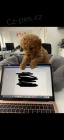 K dispozici je ohromující hračka Poodles