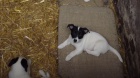 Štěňata Jack Russell Terrier zoufale touží po nových rodičích