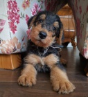 Airedale Terrier hledá dobré domy