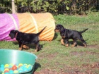 K dispozici jsou štěňata Gordon Setter