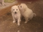 Kuvasz krásný a hravý muž a žena