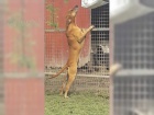 Magyar Vizsla pro nov rodiny
