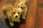 Krásná štěňátka welsh corgi pembroke pro nové domovy