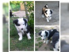  Border Collie štěňata k dispozici muž a žena