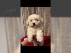Bichon Frisé