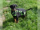 2Štěňata Dobermann jsou nyní k dispozici
