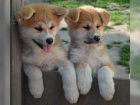 štěňata akita inu  jsou vám k dispozici.