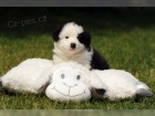 Border Collie štěňata  dispozici muž a žena