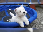 mini West Highland Terrier  štěňata ochotná mít nové domovy