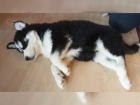  štěňátka sibiřského husky pro adopci. kontakt pro více informací a obrázků