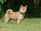  Shiba Inus pro nové domovy k adopci