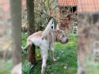  sharpei Všechna štěňata přicházejí s papíry pro domácí mazlíčky, záznamy veterináře a zárukou 1yr genetického zdraví.