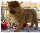 chow chow štěňata jsou nyní k dispozici pro adopci