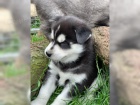 ist plemeno Sibiskho huskyho tata s modrm oima