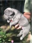Francouzské buldočky jsou k dispozici k adopci