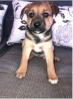 čivava štěňata pro adopci zdarma