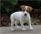 Štěňata teriérů Jack Russell jsou připravena k adopci