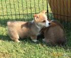 Welsh Pembroke corgi tri barevné t. Byli vychováni v našem domě spolu se svou matkou a tátou. s certifikátem 5 generace, odčervené očkování a mikročip
